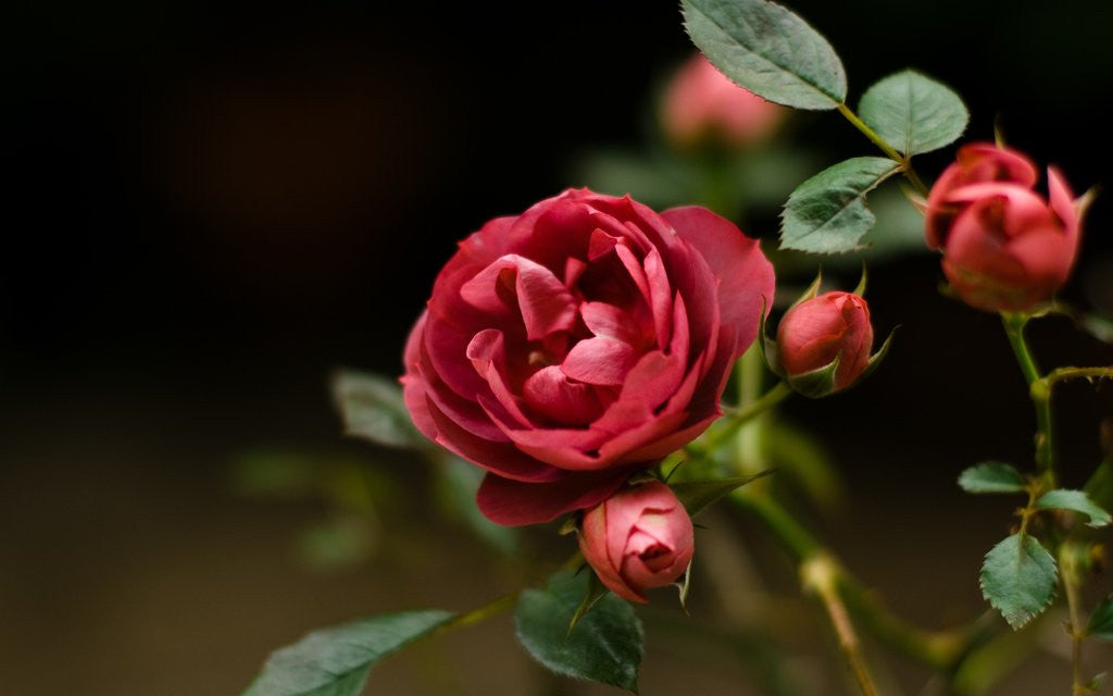 Discovering the Language of Flowers