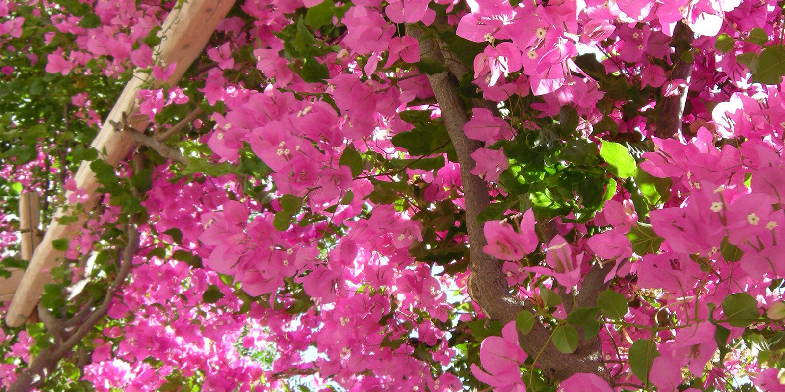 Peonies at Exotica, a Wisteria Tunnel, the Beirut Rose